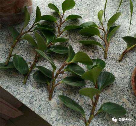 豆瓣绿 豆瓣绿