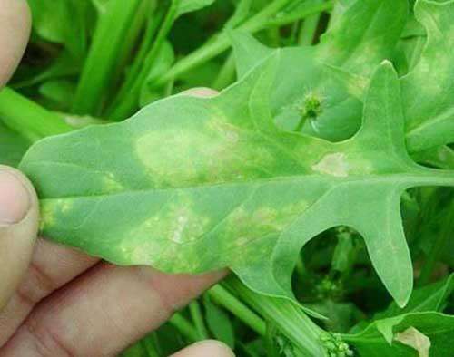 菠菜霜霉病的症状、病原及防治措施