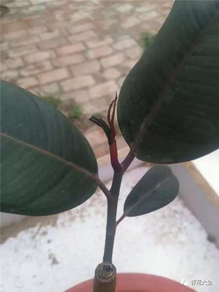 橡皮树1 橡皮树1