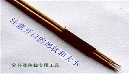移植 移植