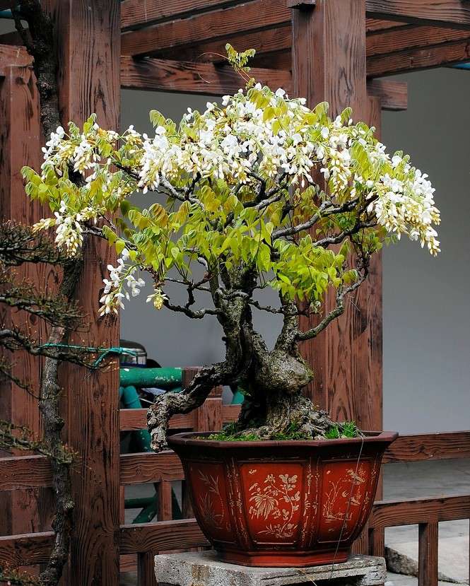 盆景 盆景