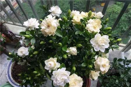 栀子花 栀子花