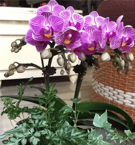 盆栽花卉 盆栽花卉