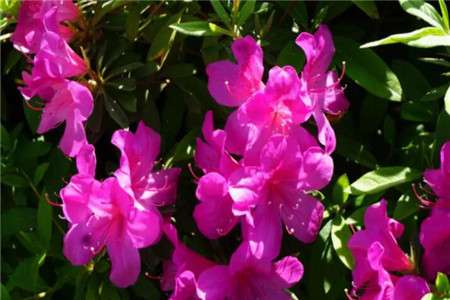 杜鹃花 杜鹃花