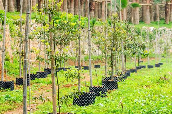 “苗木种植建议”知道这个卖价翻倍！5.jpg