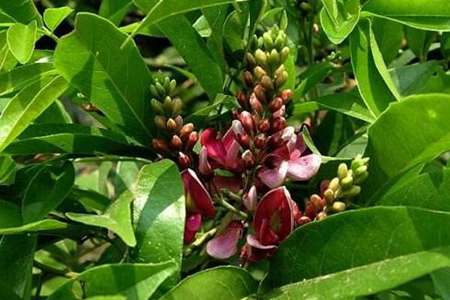 香花崖豆藤 香花崖豆藤