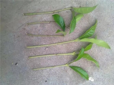 使用干净锋利的刀片 使用干净锋利的刀片