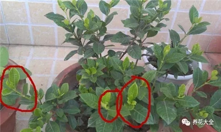 木本植物的摘心方法 木本植物的摘心方法
