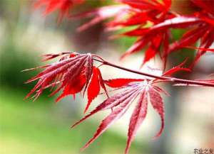 美国红枫种植时修剪