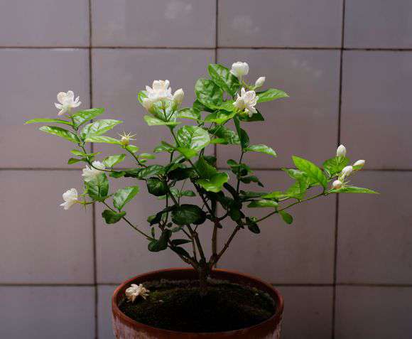 茉莉 茉莉