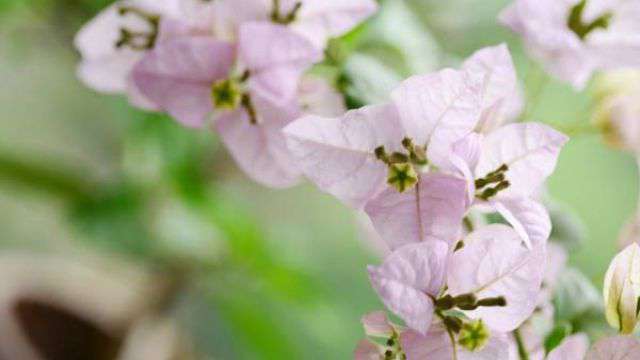三角梅控水和促花方法 三角梅控水和促花方法