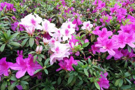 美丽的杜鹃花 美丽的杜鹃花