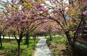 700种樱花，中国樱花市场呼声最高