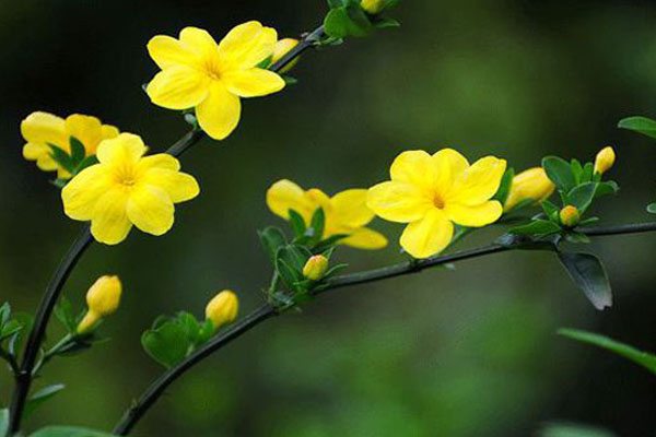 迎春花怎么浇水 迎春花怎么浇水