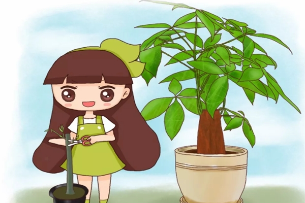 发财树月季…剪1刀,新芽呼呼冒,叶子长满盆! 发财树月季…剪1刀,新芽呼呼冒,叶子长满盆!