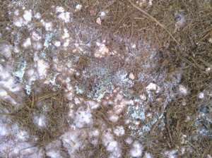 平菇种植技术：平菇栽培有哪些杂菌？