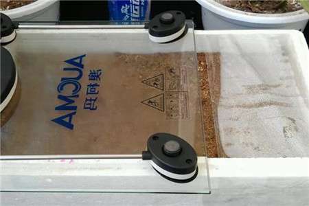 蟹爪兰 蟹爪兰