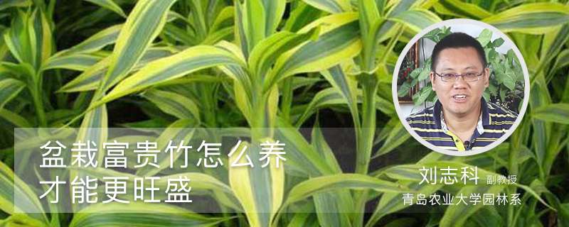 盆栽富贵竹怎么养才能更旺盛 盆栽富贵竹怎么养才能更旺盛