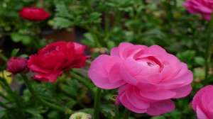 花毛茛怎么浇水