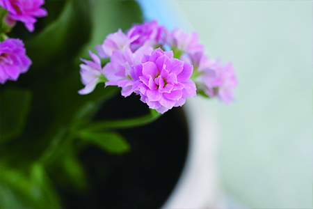 长寿花 长寿花