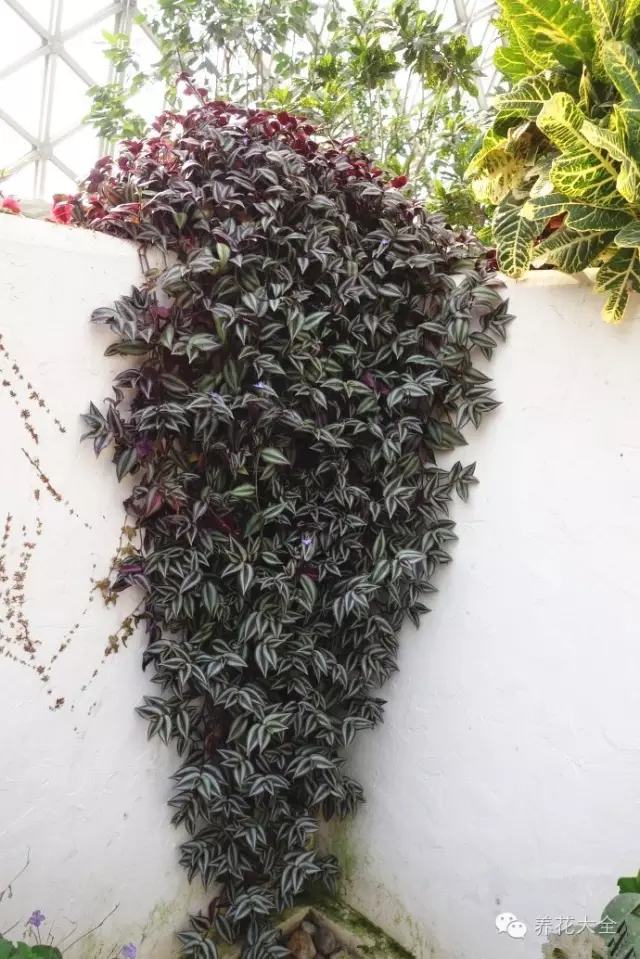 5款能爬满墙的花,种客厅,邻居们都赞不绝口!