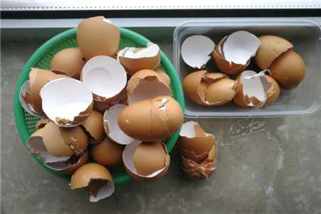 鸡蛋壳 鸡蛋壳