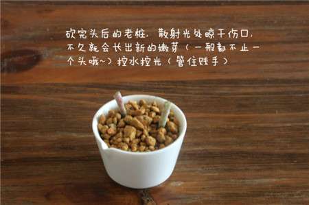 白牡丹砍头后 白牡丹砍头后