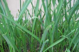 秋蒜苗种植要点