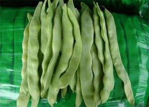 花芸豆种子繁殖技术