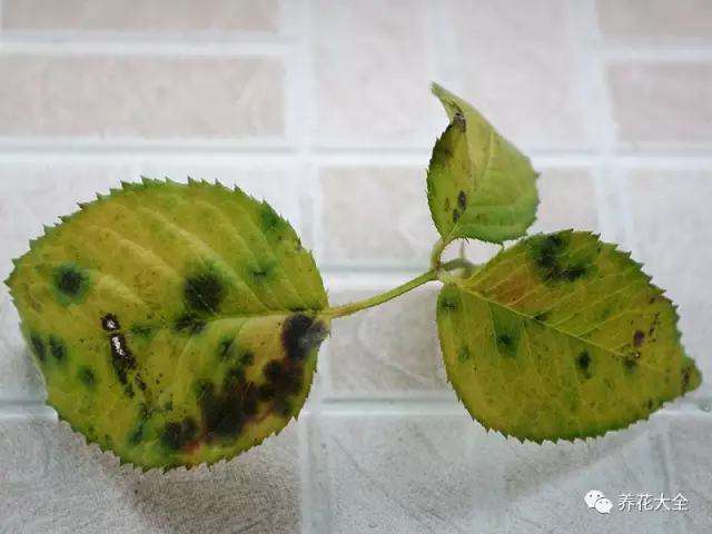 斑点 斑点