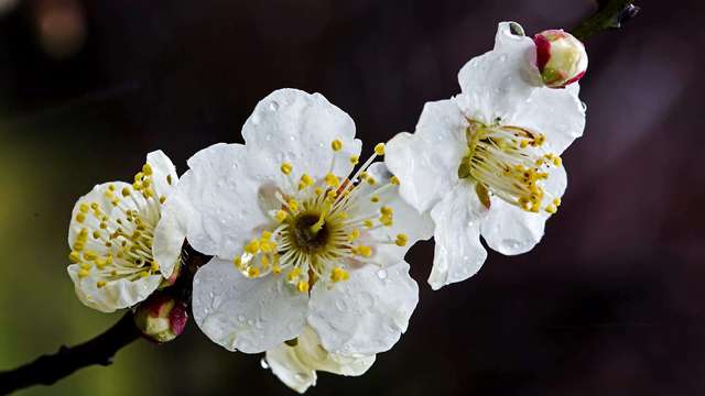 梅花的花语是什么 梅花的花语是什么