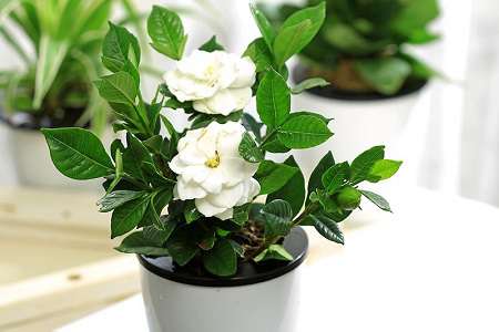 栀子花 栀子花