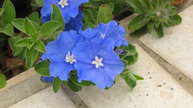 蓝星花怎么播种 蓝星花怎么播种