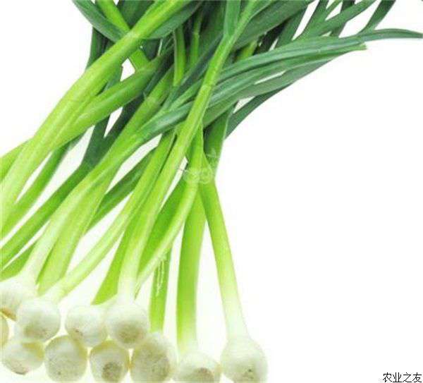 四季蒜苗栽培管理