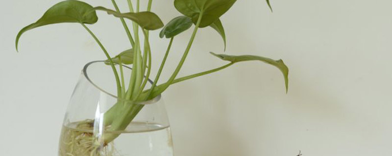 水培植物怎么养 水培植物怎么养