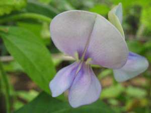 六招防芸豆落花落荚