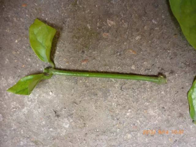 茉莉像她这么养，想开几次开几次！