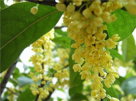 直杆分支均匀蘑菇头式样 直杆分支均匀蘑菇头式样