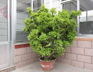 麒麟掌有毒吗？盆栽植物麒麟掌致癌是真的吗？