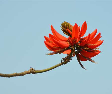龙牙花有毒吗 龙牙花有毒吗