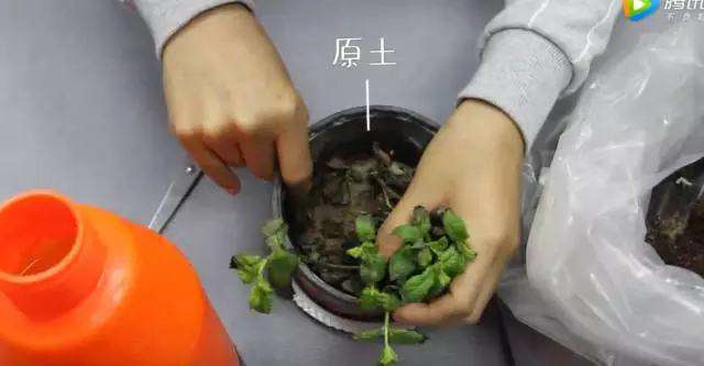 检查土壤 检查土壤