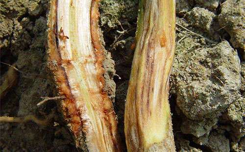 黄瓜根腐病发病症状、 因素、条件及防治措施