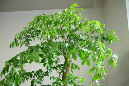 幸福树 幸福树
