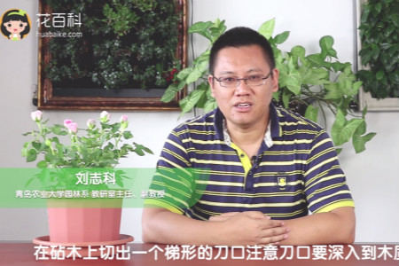 月季 月季