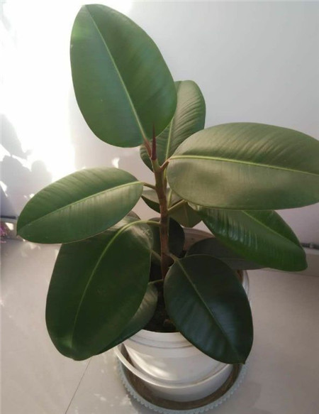 橡皮树的独杆现象 橡皮树的独杆现象