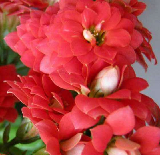 长寿花 长寿花