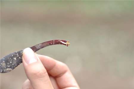 黑法师叶片生根 黑法师叶片生根