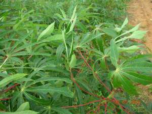 木薯种植：木薯地除草打什么药好？