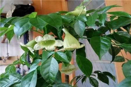 幸福树 幸福树