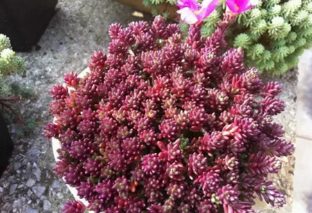 1528773834791139.png 五颜六色多肉种类盘点——紫色系多肉植物
